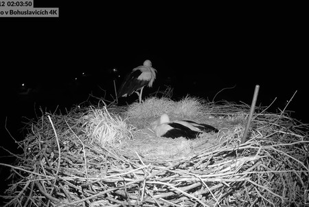 Stork Nest, Bohuslavice