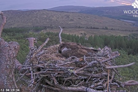 Osprey Nest, Loch Arkaig