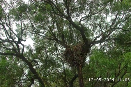 Sea-Eagle Nest, Sydney