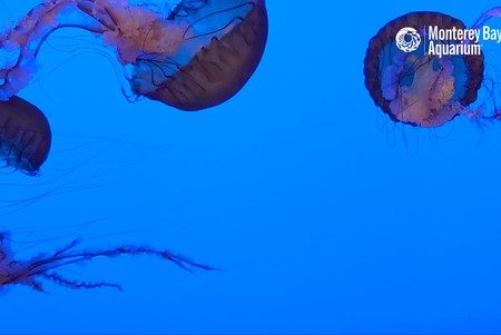 Monterey Bay Aquarium: Jelly