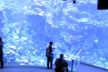 Cal. Academy of Sciences: Coral Reef