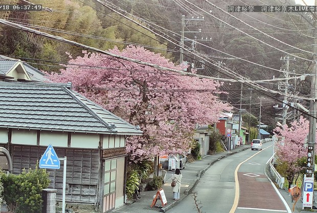 Kawazu Cherry Blossom Festival