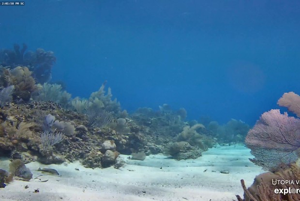 Honduras Underwater Reef