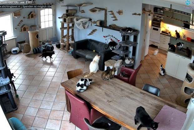 Texel Animal Shelter
