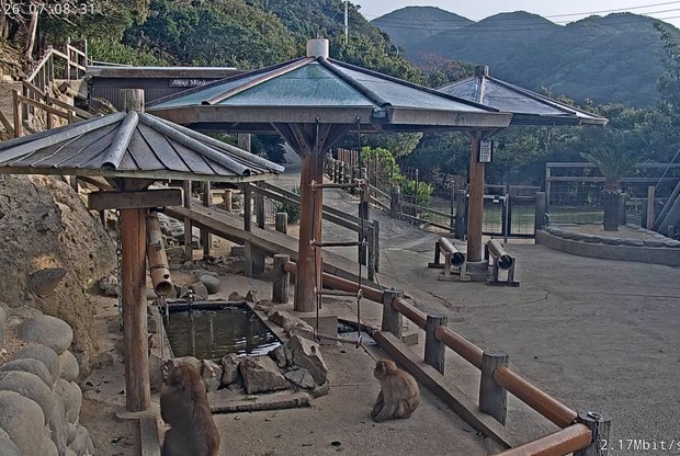 Awaji Island: Monkey Center