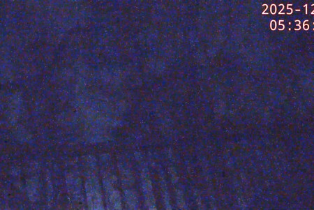 Karuizawa Birds and Squirrels