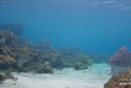 Honduras Underwater Reef