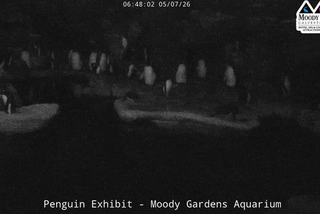 Moody Gardens Aquarium Pyramid