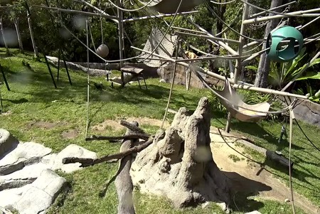 San Diego Zoo: Apes
