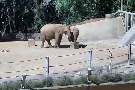 San Diego Zoo: Elephants