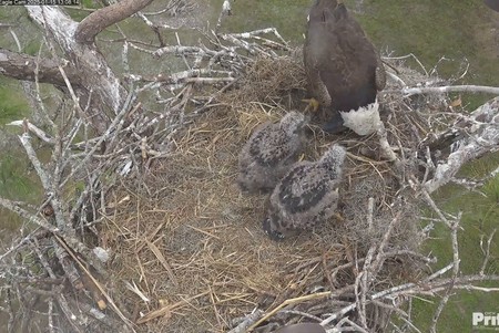 Florida Eagles