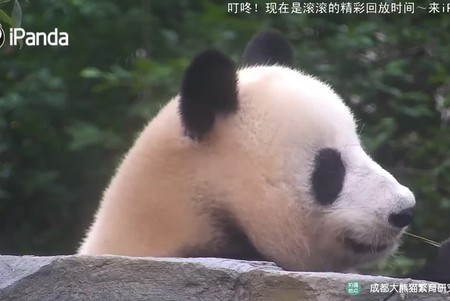 Chengdu: Giant Pandas