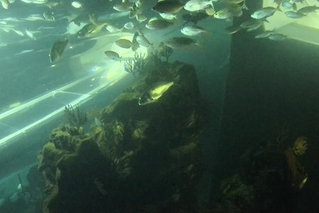 Haus des Meeres Aquarium