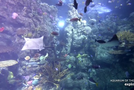 Aquarium of the Pacific: Tropical Reef