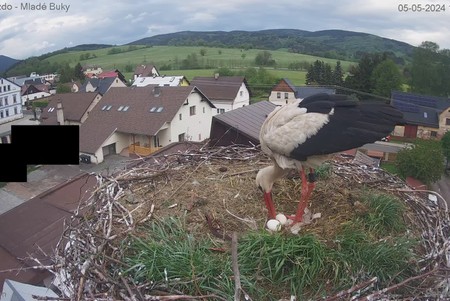 Stork Nest, Mlade Buky