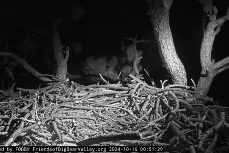 Big Bear Valley: Bald Eagles