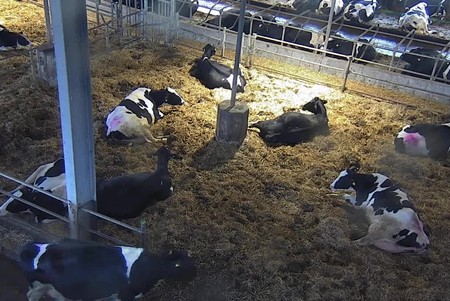 Hemme Milch Farm: Cows