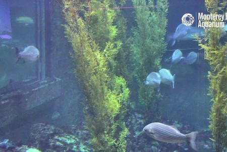 Monterey Bay Aquarium: Habitats