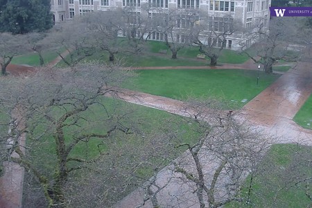 UW Quad: Cherry Blossom