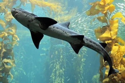 Monterey Bay Aquarium: Kelp Forest