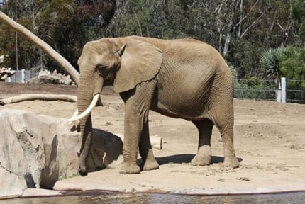 San Diego Zoo: Elephants