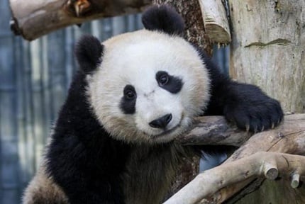 San Diego Zoo: Pandas
