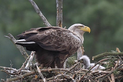 White-Tailed Eagles, Latvia