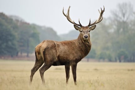 Brownville Deer Pantry