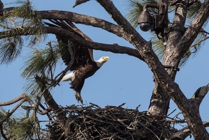 Florida Eagles