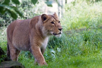 Edinburgh Zoo: Lions