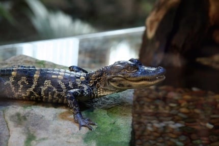 Georgia Aquarium: Gator Crossing