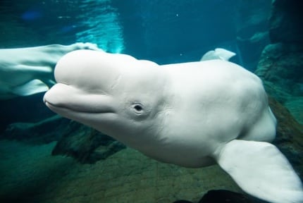 Georgia Aquarium: Beluga Whale
