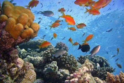 Bonaire: Coral Reef