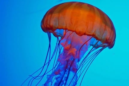 Monterey Bay Aquarium: Jelly