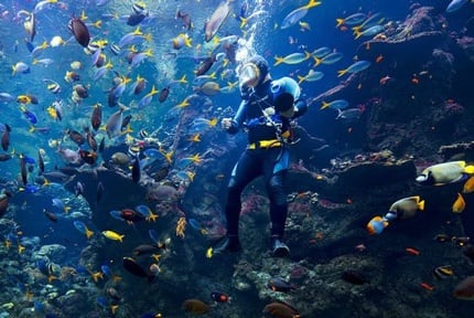Cal. Academy of Sciences: Coral Reef