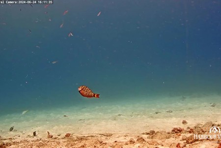 Bonaire: Coral Reef