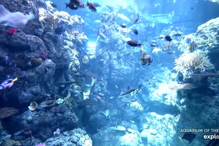 Aquarium of the Pacific: Tropical Reef