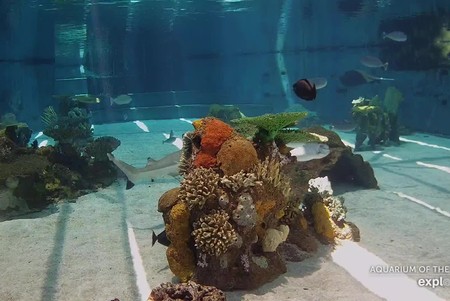 Aquarium of the Pacific: Shark Lagoon