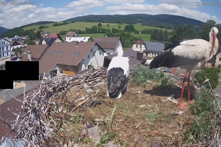 Stork Nest, Mlade Buky
