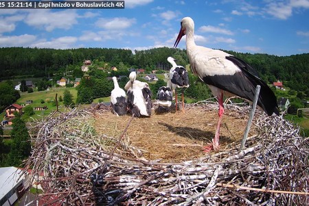 Stork Nest, Bohuslavice